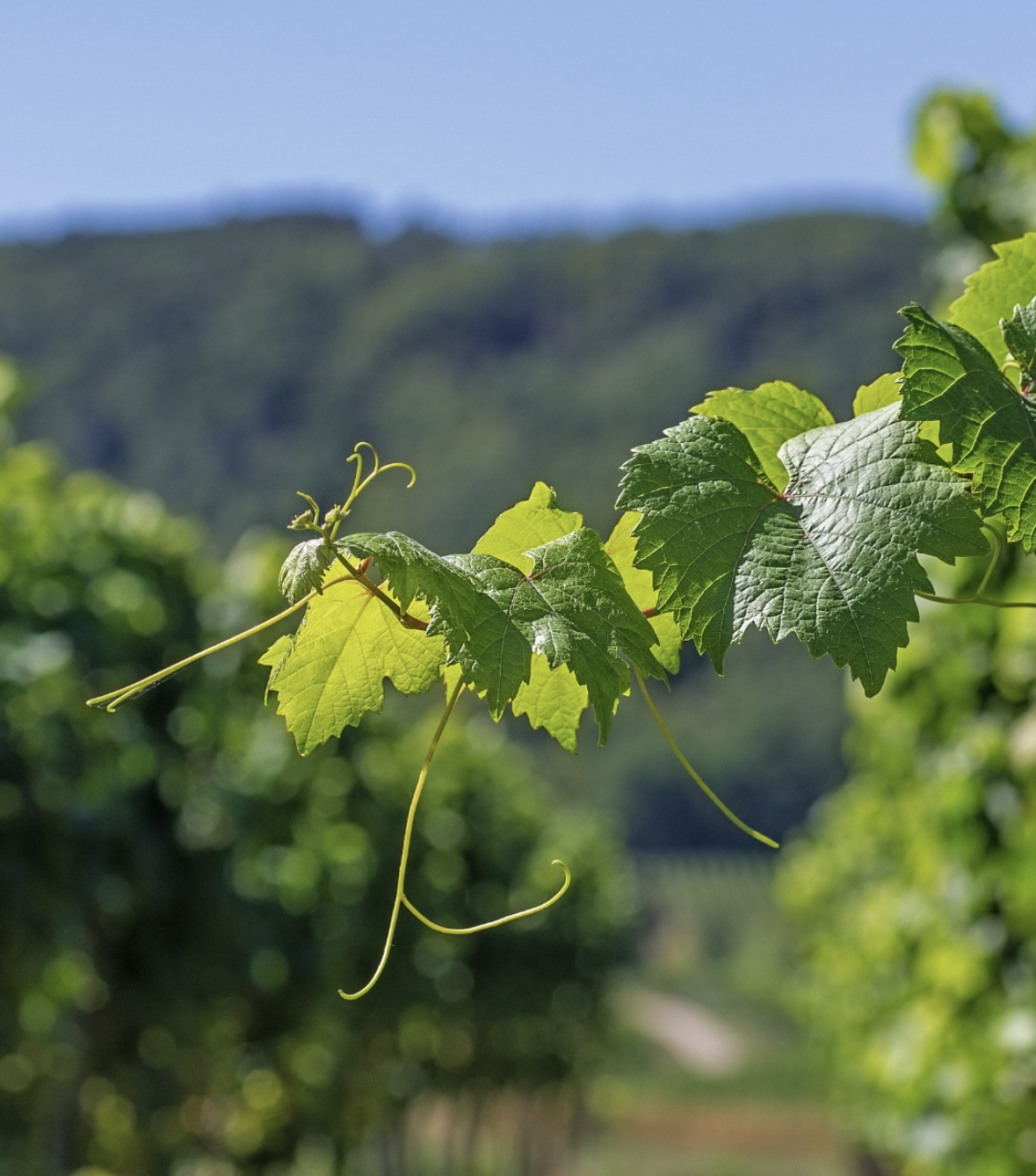 screenshot 2026 03 03 (15.44.36)